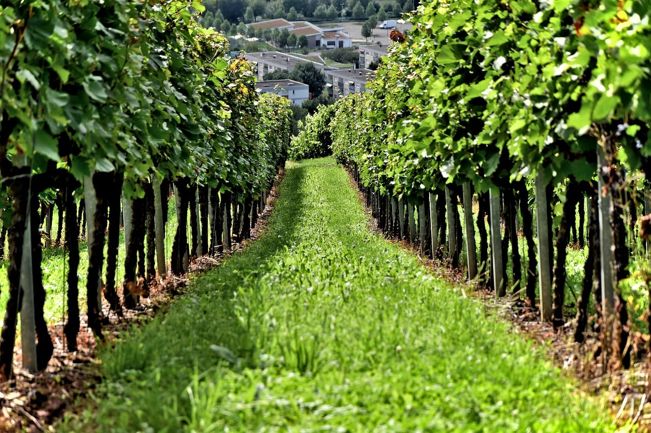 vineyard