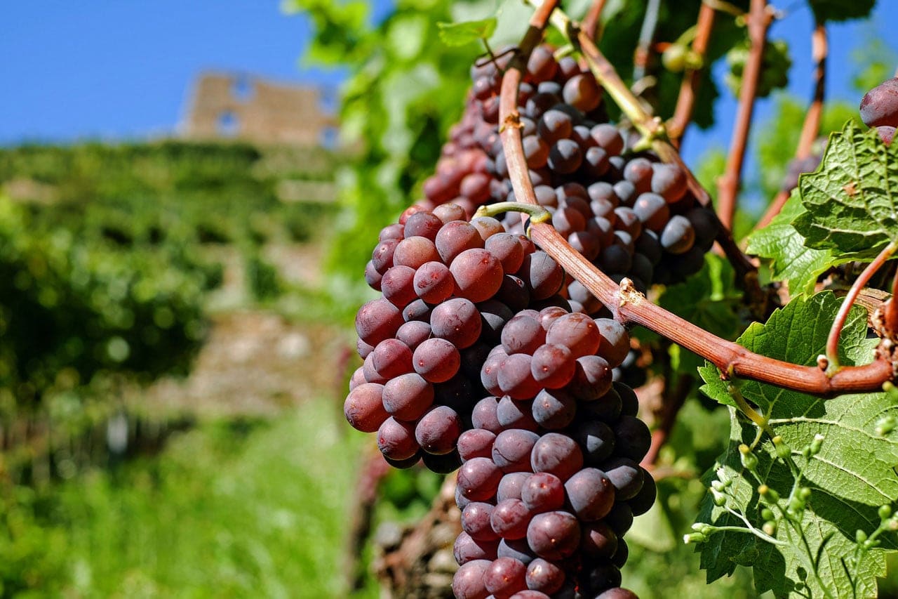 red grapes