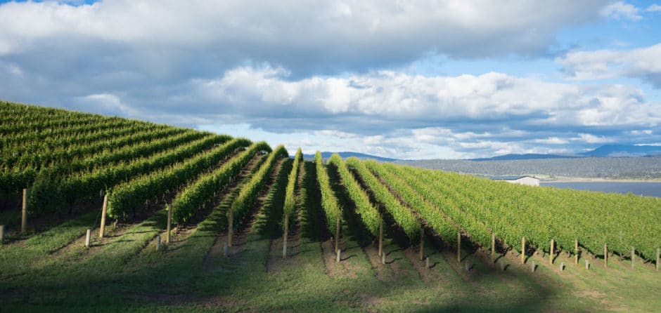 Wine grapes growing in Tasmania
