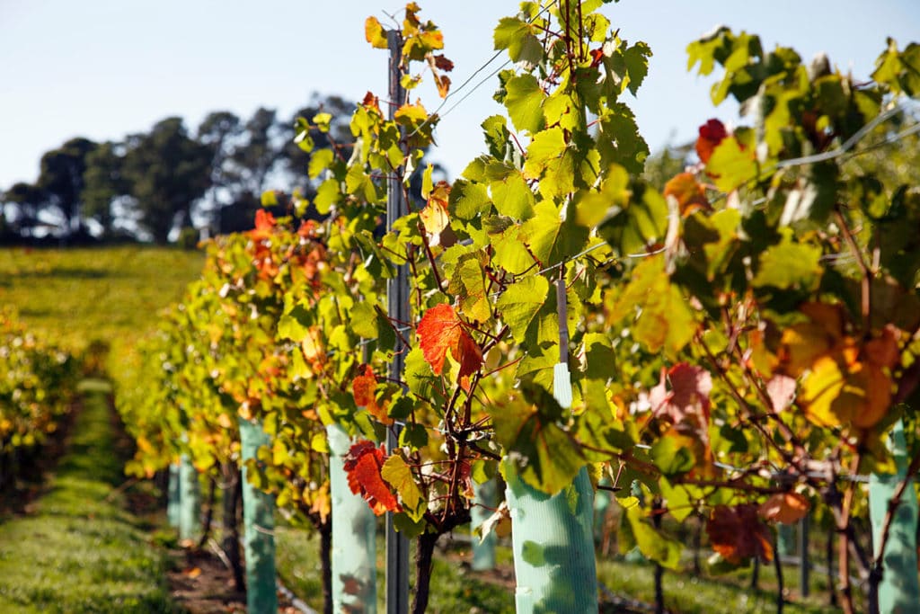 vines in a vineyard in the Tamar Valley region of Tasmania