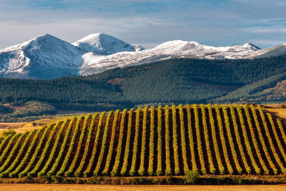 Vineyards with San Lorenzo mountain near La Rioja in Spain