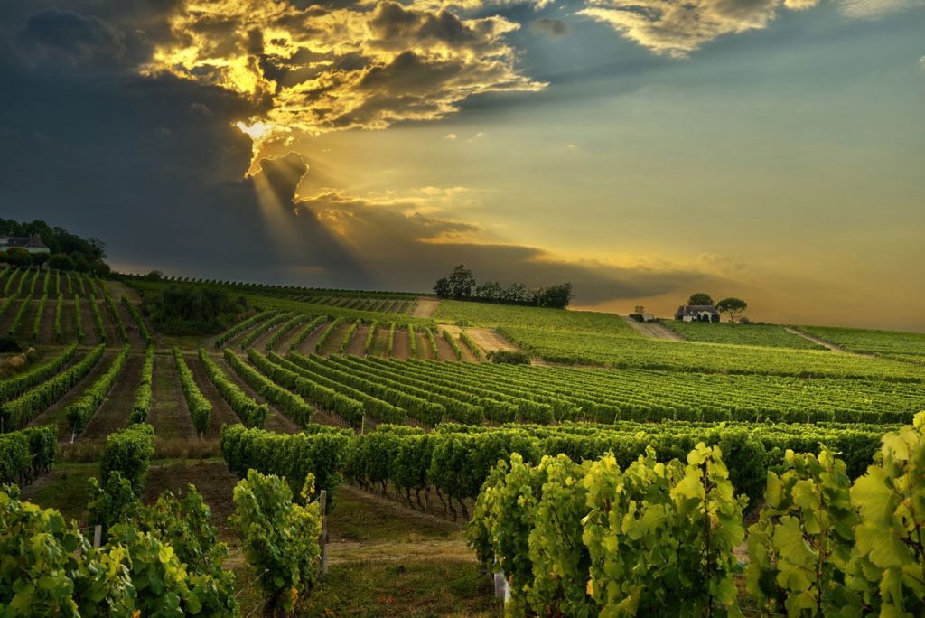 vineyards of the South of France