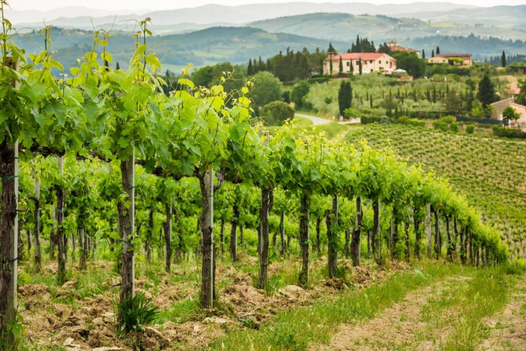 Field of vines in the countryside of Tuscany