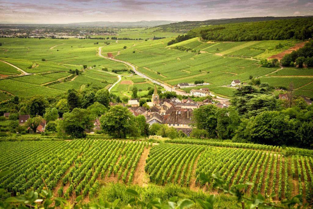 Hills covered with vineyards in the wine region of Burgundy, France