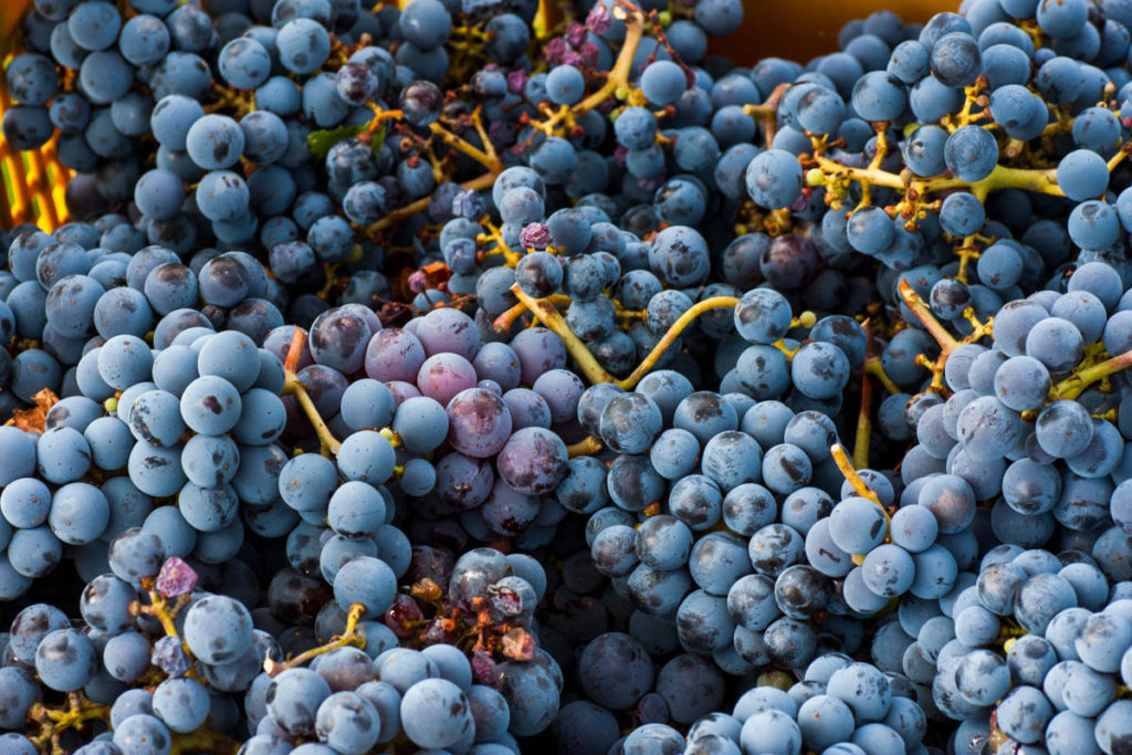 Sangiovese's harvest in Montepulciano Tuscany Italy