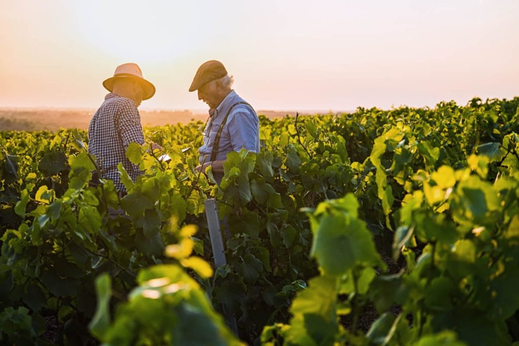 Two French winegrowers working in their vineyards