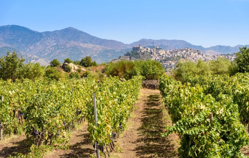 Vineyard on the Mount Etna and Castiglione of Sicily in the background