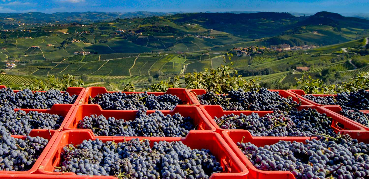 Your Ultimate Guide to Nebbiolo Wine in 2022 Beer & Wine Guide