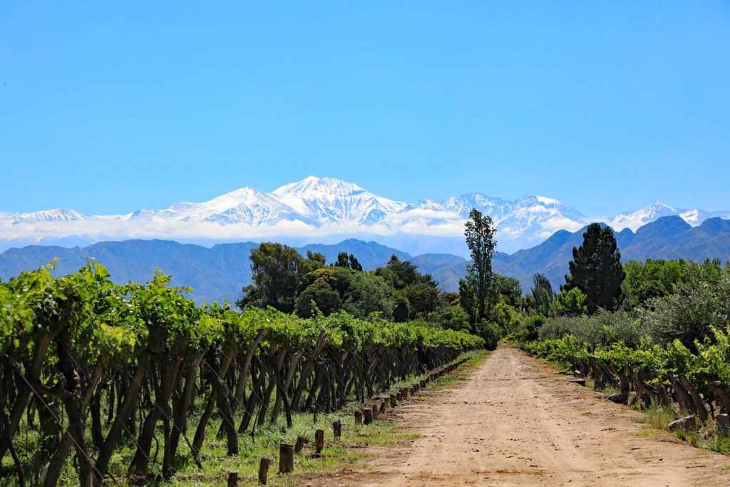 Malbec grapes in the Mendoza wine country of Argentina
