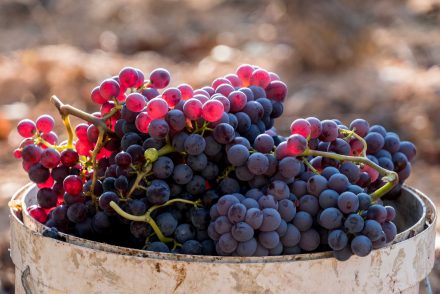 Harvested red grenache grapes