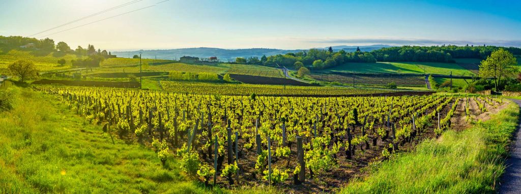 Panoramic landscape view of vineyards in Beaujolais, Rhone, France