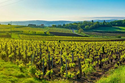 Panoramic landscape view of vineyards in Beaujolais, Rhone, France