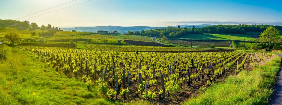 Panoramic landscape view of vineyards in Beaujolais, Rhone, France