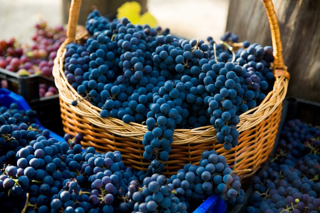 Pinot Noir grapes collected in boxes