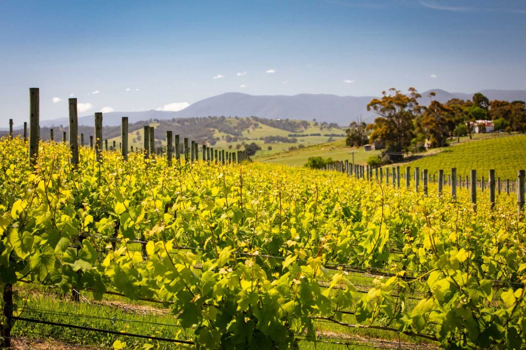 Rows of vines in a vineyard in the Yarra Valley, Victoria, Australia