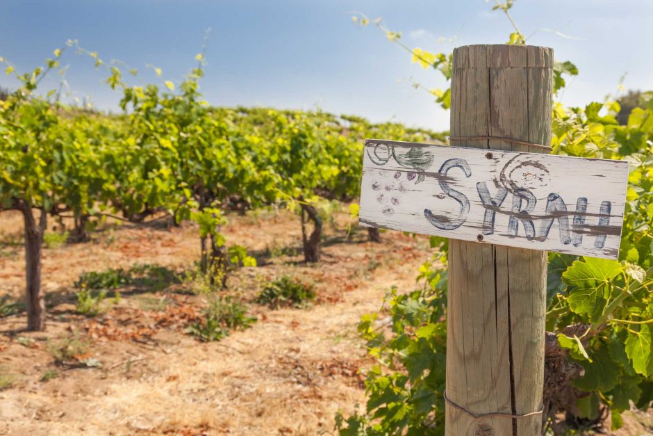 Syrah Sign On Wooden Post In A Grape Vineyard