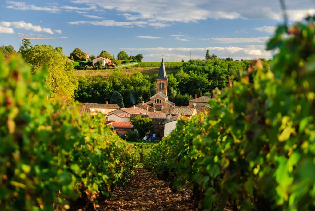 Vineyard and the town of Saint Julien in region Beaujolais France